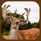 Wild Stag Animal Sniper Hunter Simulator 3D App