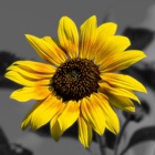 Top 45 Photo & Video Apps Like Splash of Color Pro: Black & White Photo Maker - Best Alternatives