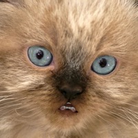 Talking Kitten PC 용