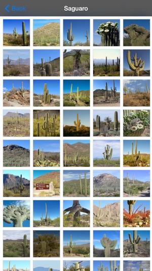 Saguaro National Park United States(圖5)-速報App