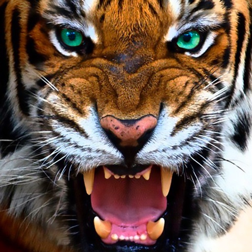 Final Tiger Simulator 2017 Icon