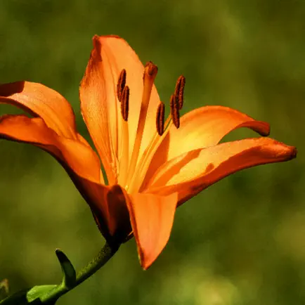 Lily Wallpapers Читы