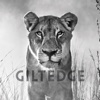 Giltedge Africa – Luxury Safaris