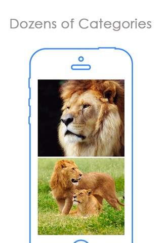 Lion Wallpapers HD | Great Roar King's Background screenshot 2