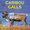 Caribou Calls for Big Game Hunting