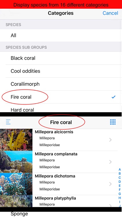 Corals, by Reef Life