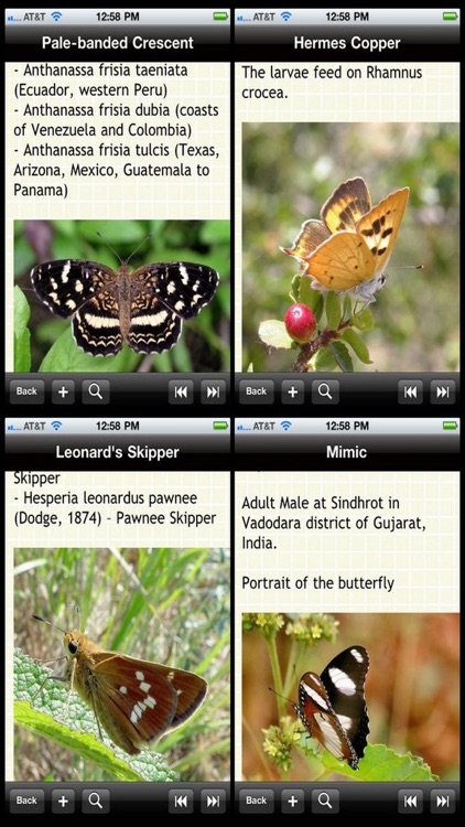 US Butterfly Bible