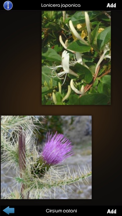 Medicinal Plants Encyclopedia