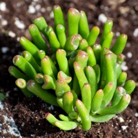 Sukkulenten Pflanze für Anfänger: Pflege-Tipps apk