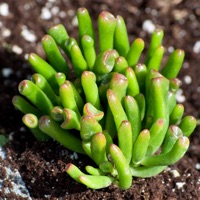 Succulentes Plant for Beginners: Conseils de soins pour PC