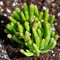 Want to DIY learn ALL about Succulents Plant and tips