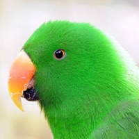 Parrot Wallpapers PC 용