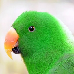 Parrot Wallpapers