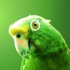 Parrots Wallpapers, Beautiful Flying Birds Images