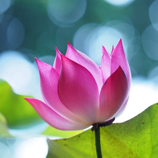 Lotus Wallpapers HD: Quotes with Art Pictures icon