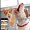 Cat Meow : Prank and troll your pets