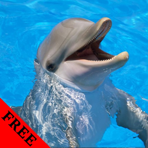 Dolphin Video and Photo Galleries FREE icon