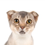 Gato que habla 2