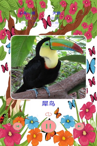 鸟的叫声大全之汉字拼音版 screenshot 3