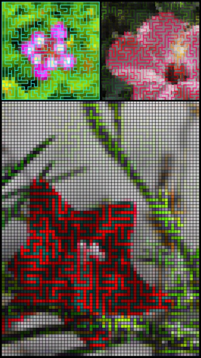 ss1