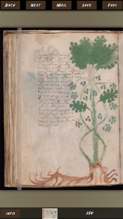 Voynich Secret Code