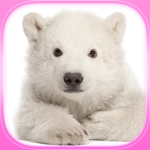 Find the Pair : Bears : Free Matching Games Icon