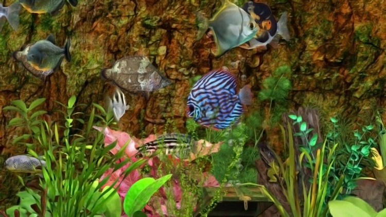 Fish Farm
