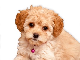 Use Puppy Chat to send a quick cute puppy picture message