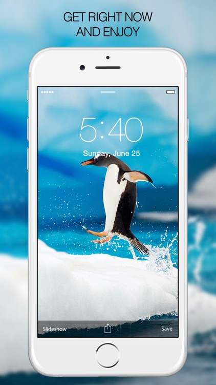 Penguin Wallpapers – Penguin Pictures & Background screenshot-3