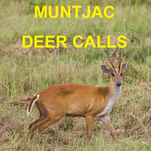 Muntjac Deer Calls Sounds for Big Game Hunting HD iOS App