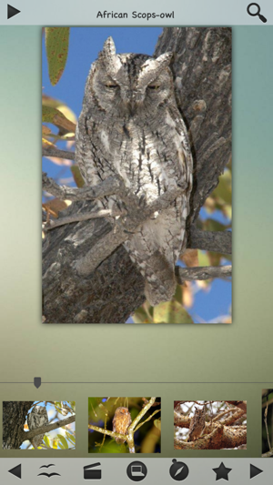 Owls Encyclopedia(圖4)-速報App