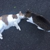 みけきじステッカー
