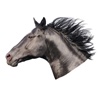 Horse Head