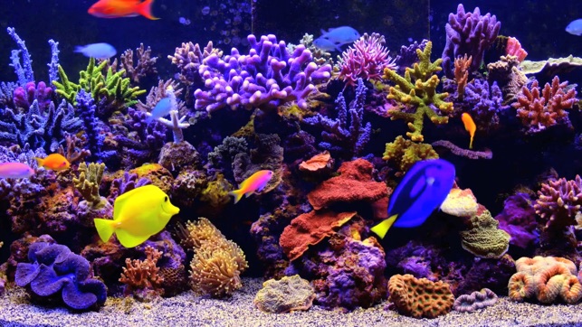 Amazing Aquarium On The App Store