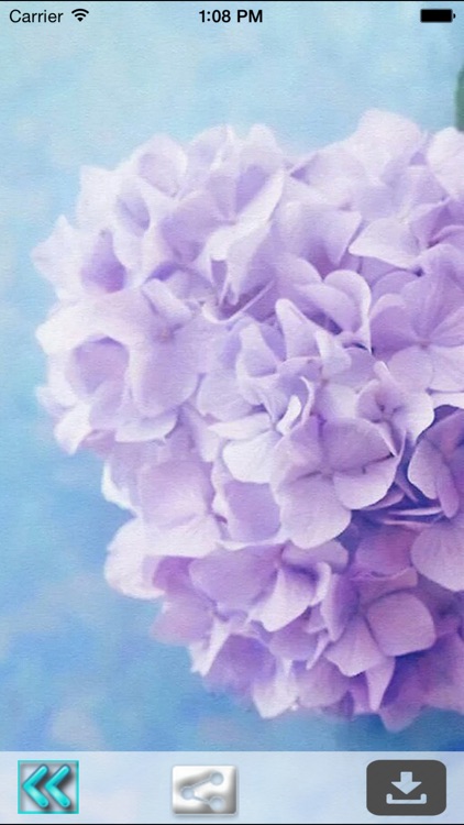 Purple Wallpapers