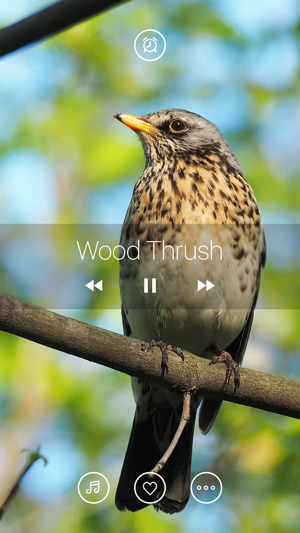 Bird Sounds, Listen & Relax(圖2)-速報App