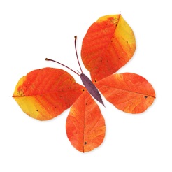 Labo Feuilles-visual