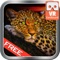 WIld Leopard Sniper Hunter - Virtual Reality (VR)