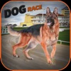 Real Dog Race and Stunts