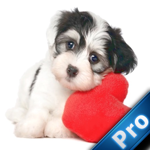 A Sad Puppy Pro : Cut the bone happy iOS App