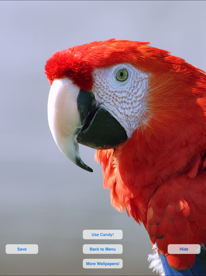 Macaw 1.20 1. Рио птица в живую. Macaws Types.