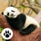 Animals of the World Puzzles : Logic Game for Kids