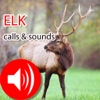Elk Real Hunting Calls & Sounds