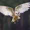 Owl Pellet Activities enhances the observation and dissection of owl pellets, which can be purchased from Carolina Biological Supply (http://www