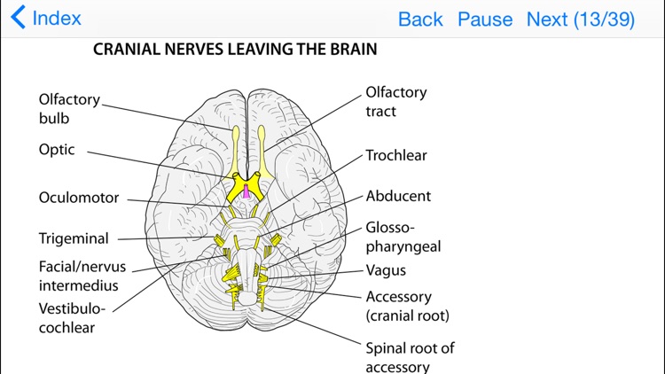 Anatomy Lectures Topics in Focus screenshot-3