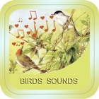Bird Soundx