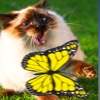 Butterfly Games for Cat