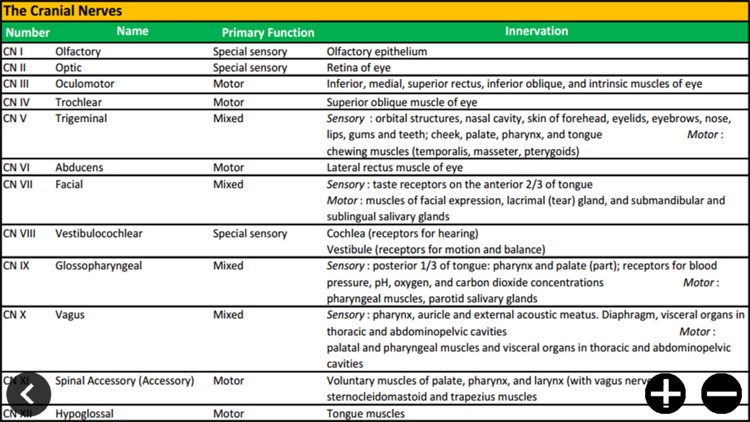 Cranial Nerves