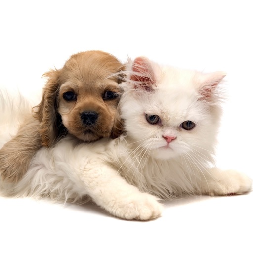 Cats and Dogs Breeds icon
