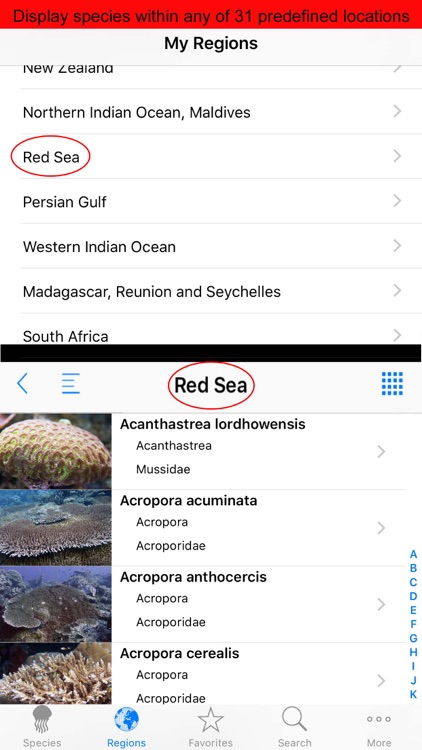 Corals, by Reef Life